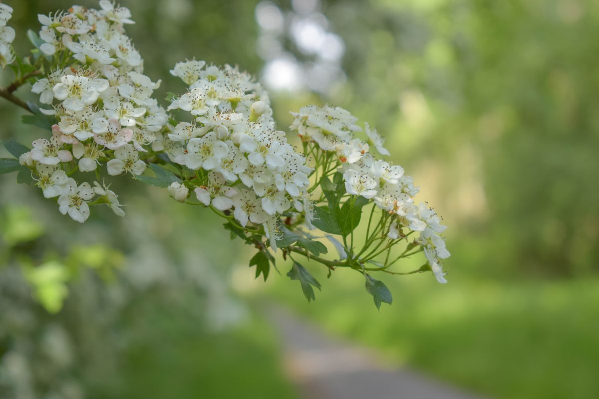 Hawthorn