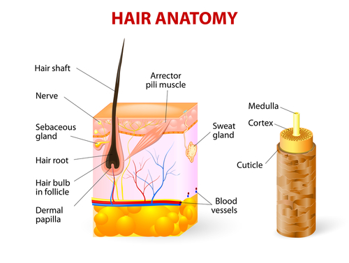 Capelli fagili