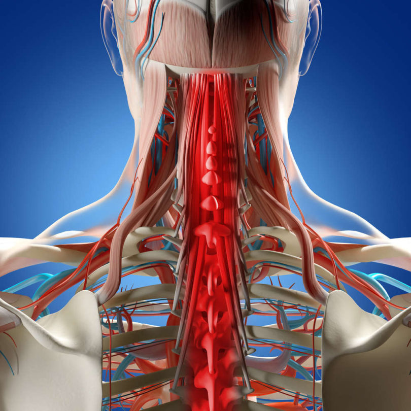anatomia del collo