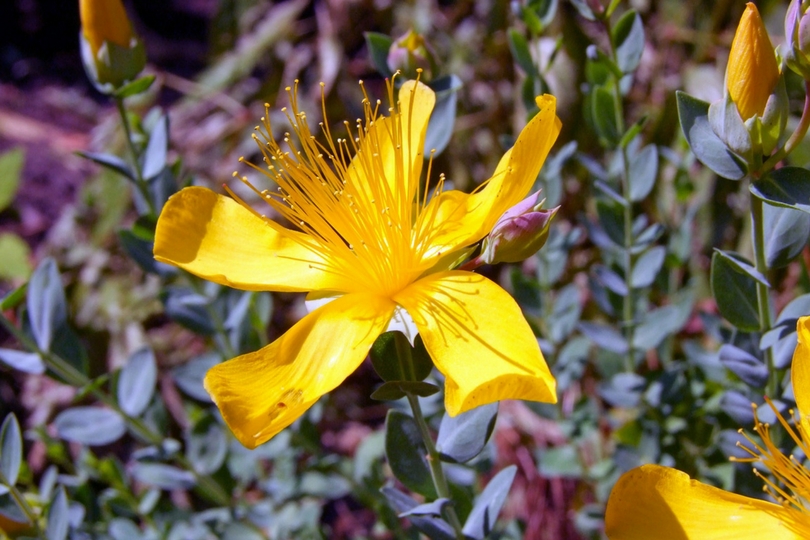 olio di iperico