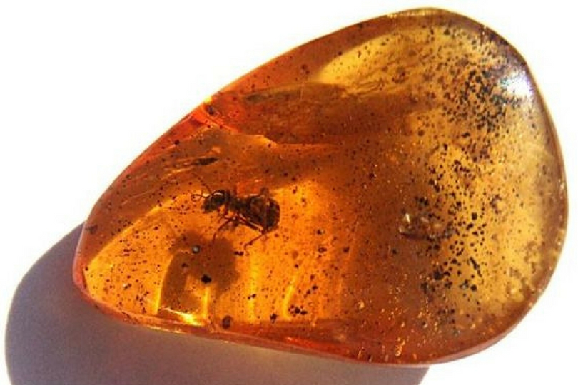 pietra ambra