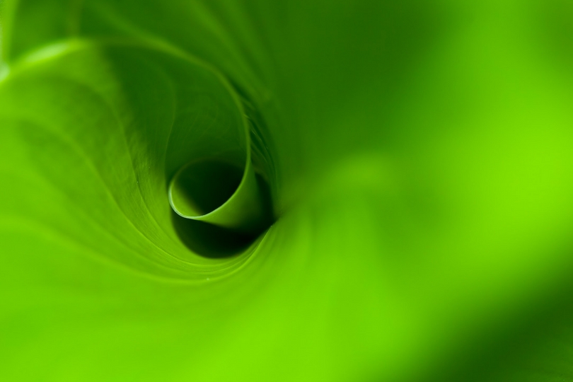 colore verde in cromoterapia