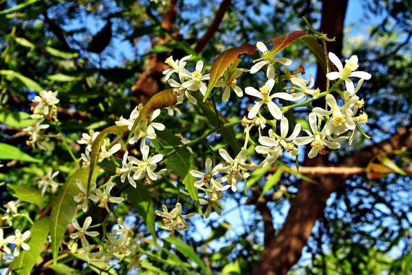olio di neem