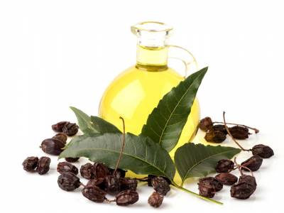 Olio di neem, un rimedio naturale contro infezioni e parassiti