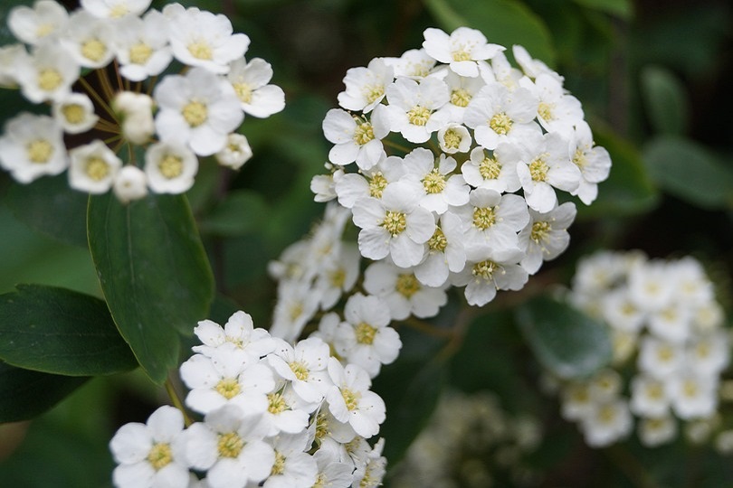 biancospino