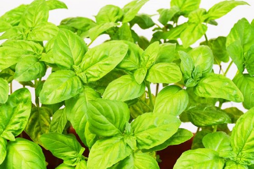 basilico