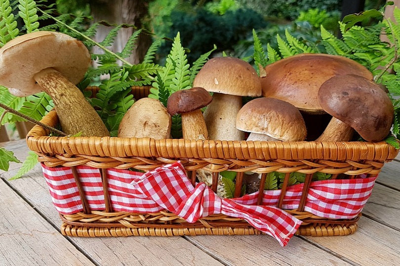funghi