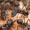 Rimedi contro le formiche in casa: ecco come eliminarle