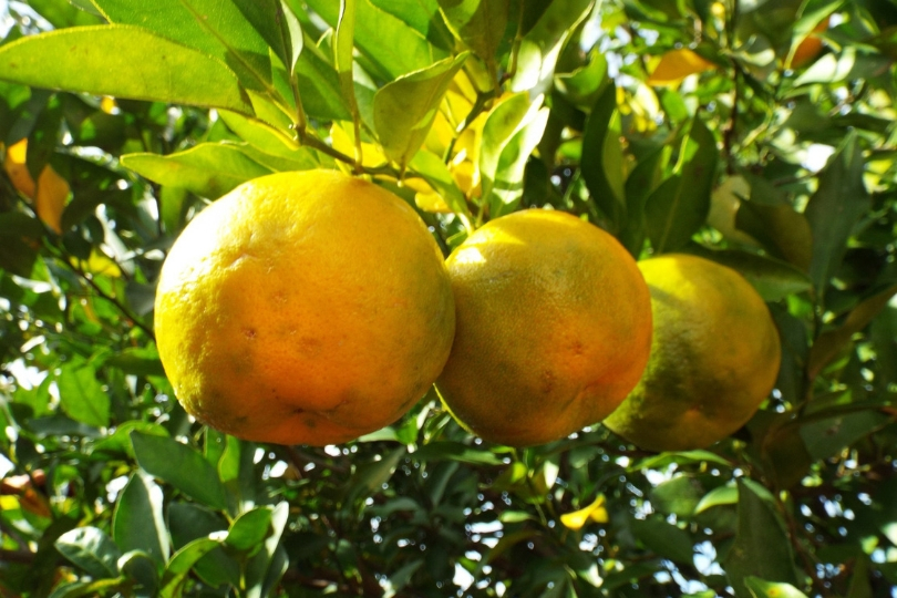 bergamotto