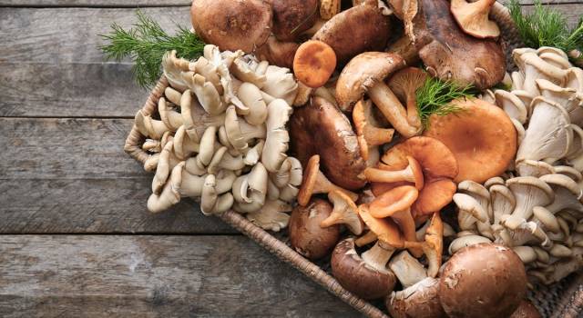 Tutto sui funghi: principali varietà e idee sfiziose in cucina