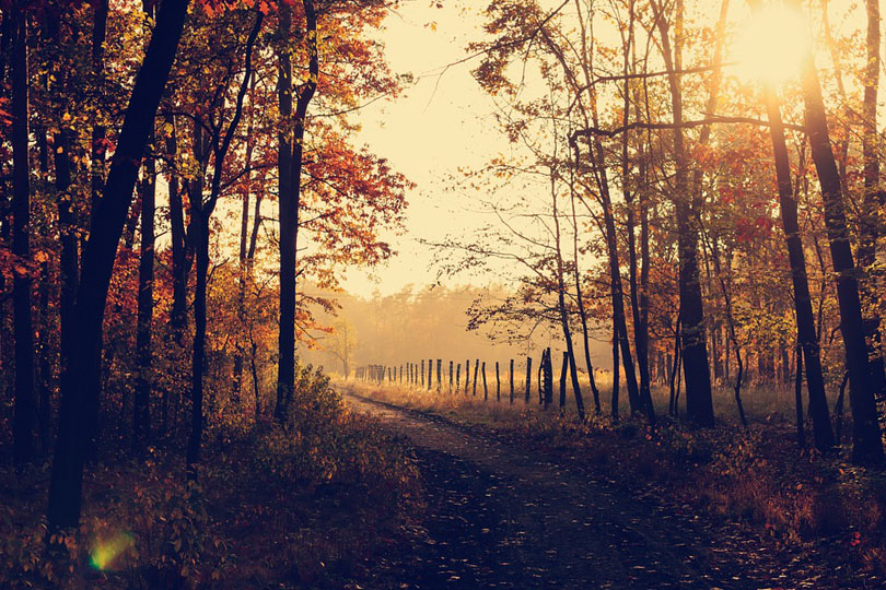 Passeggiare nel bosco