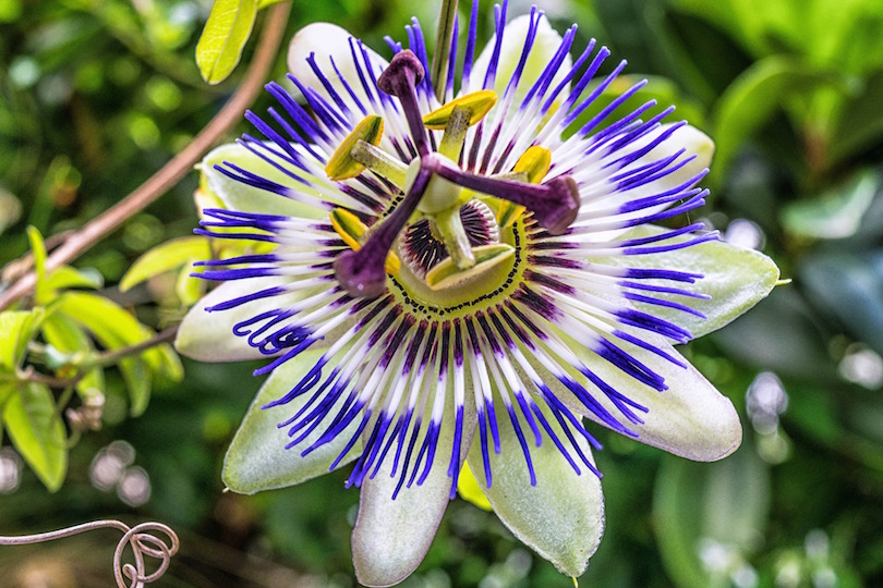 Passiflora