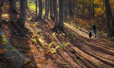 Camminare nel bosco