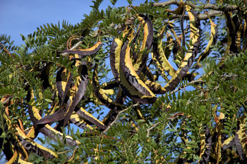 Carruba