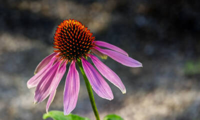 echinacea fiore