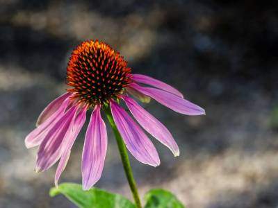 Tutti gli impieghi dell’echinacea, un fiore dalle proprietà curative