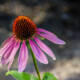 echinacea fiore