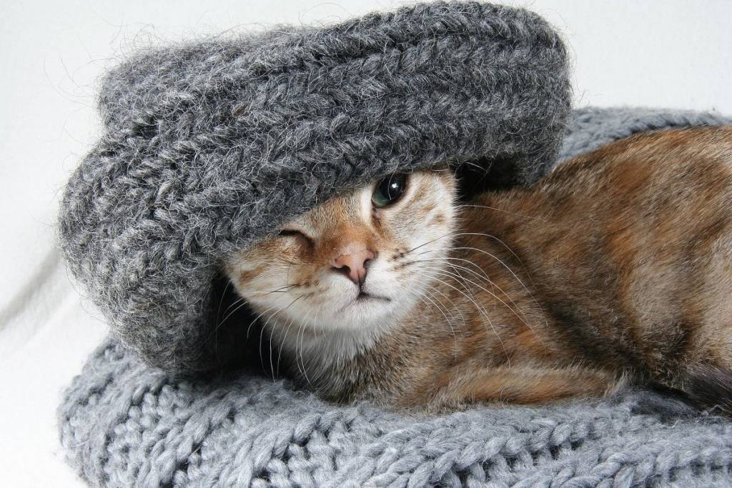Gatto e lana