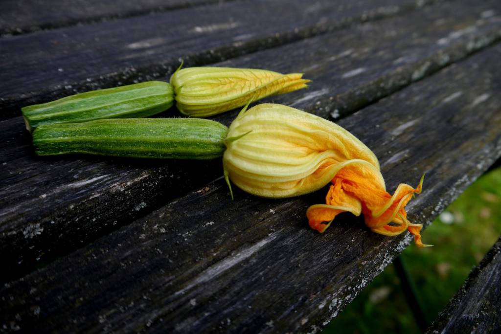 Fiori di zucca