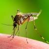 Cos’è la febbre del Nilo, una delle malattie diffuse dalle zanzare