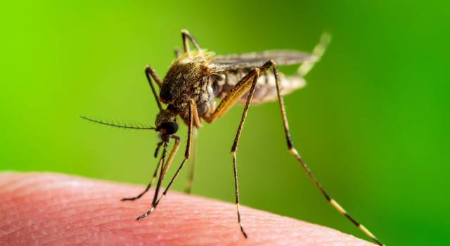 Ti sei mai chiesto perché le zanzare non pungono tutti? Ecco il motivo