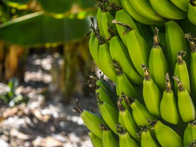 Le proprietà delle banane, il frutto che aiuta il cuore e lo stomaco