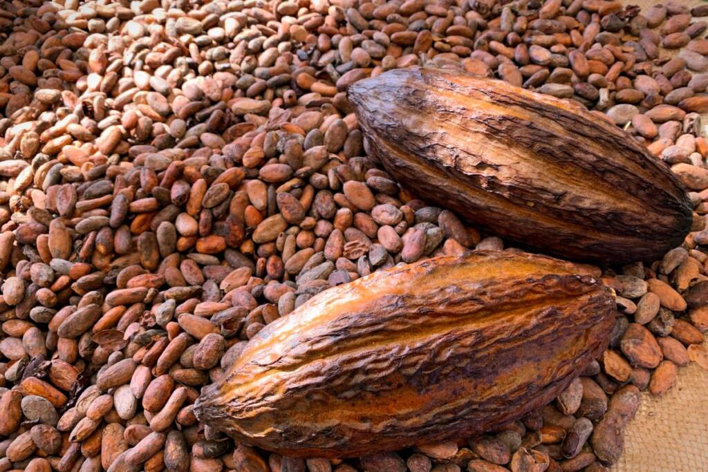 cocoa beans