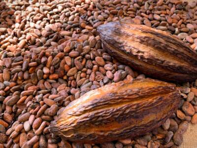 Fave di cacao: proprietà e come usarle in cucina