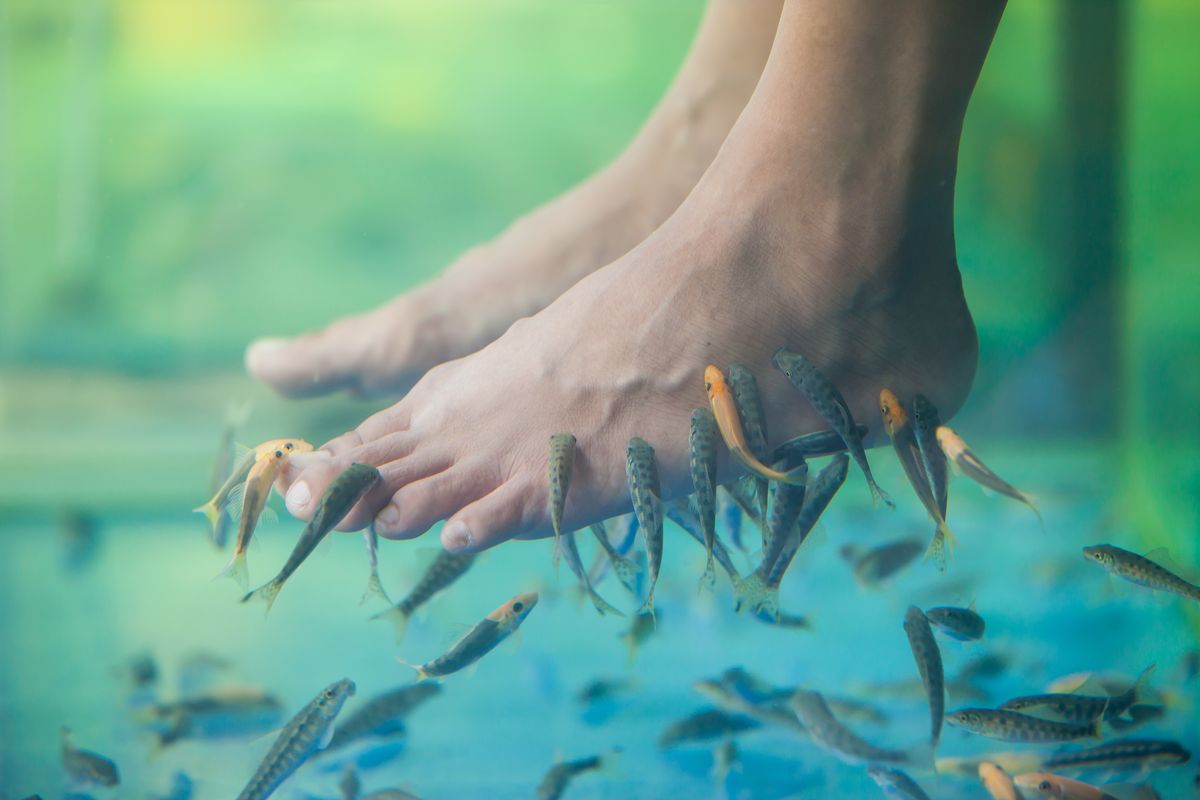 Fish pedicure