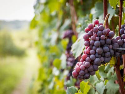 Frutta di stagione di settembre: scopriamo i primi profumi d’autunno