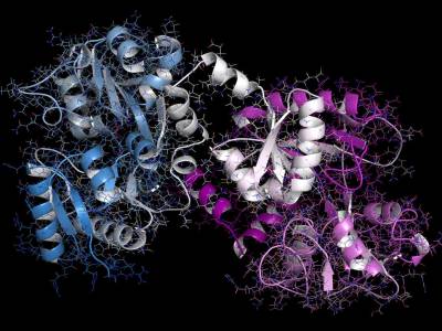 Lattoferrina, la proteina che regola le difese immunitarie