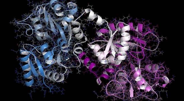 Lattoferrina, la proteina che regola le difese immunitarie