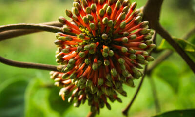 uncaria pianta fiore