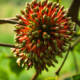 uncaria pianta fiore