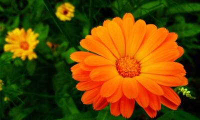 Calendula