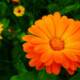 Calendula