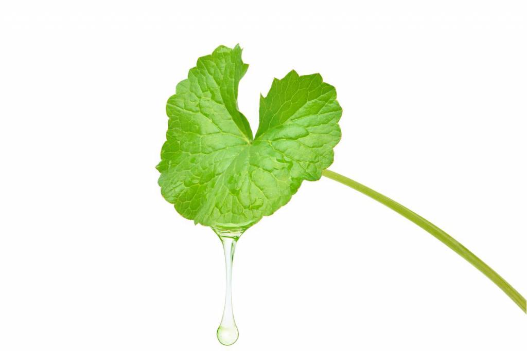 Centella natural diuretic