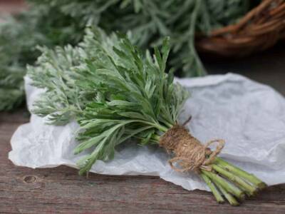 Artemisia: proprietà, a cosa serve e come assumerla