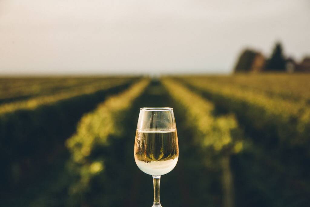 vigna vino bianco
