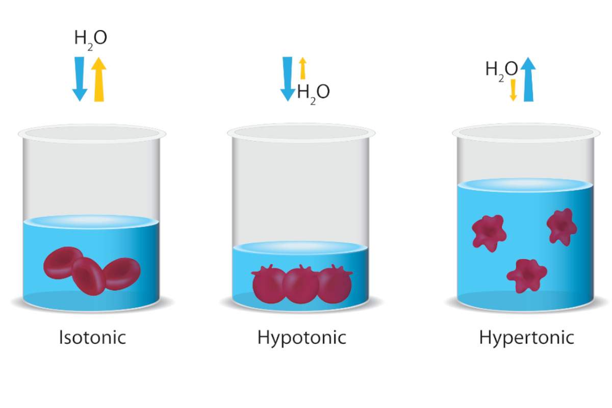 hypertonic isotonic hypotonic solutions