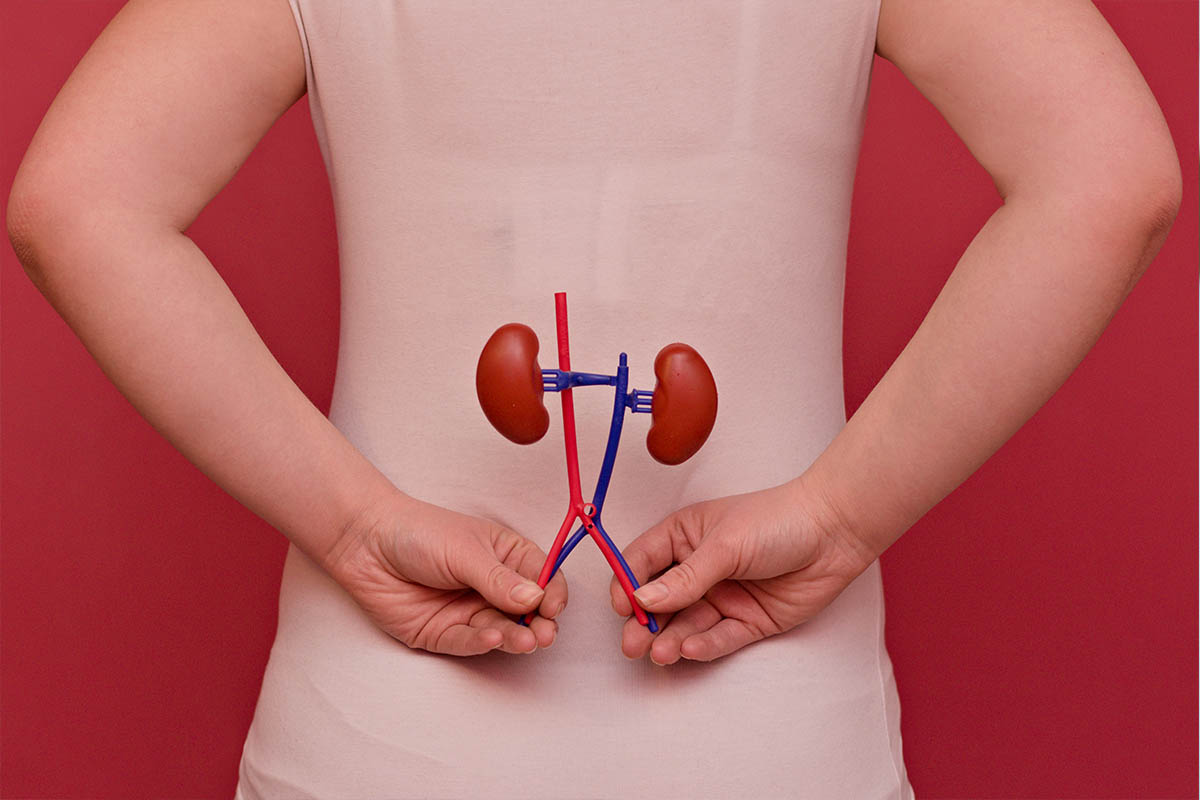 Kidney model on female back