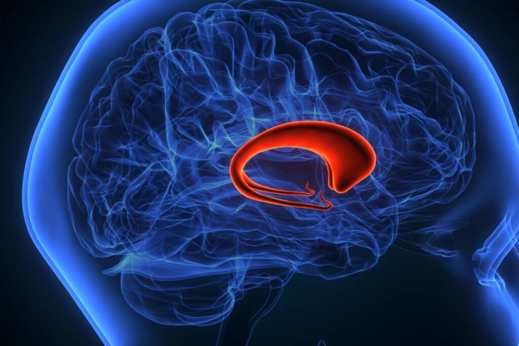 corpus callosum