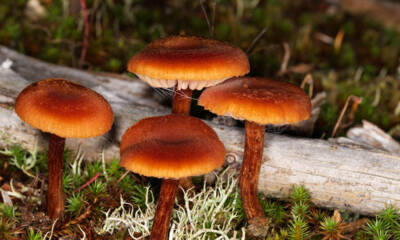 funghi sottobosco