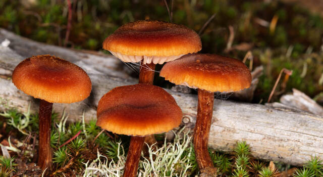 Funghi velenosi, come riconoscerli: occhio al porcino malefico