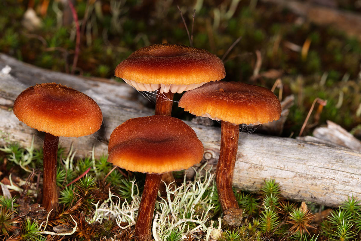 undergrowth mushrooms