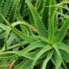 Aloe Arborescens e proprietà curative: ecco quali sono
