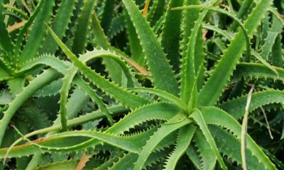 aloe arborescens