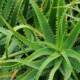 aloe arborescens