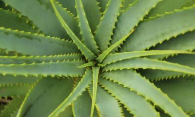 tipi di aloe