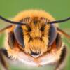 Differenza tra ape e vespa: dal pungiglione all’alimentazione, passando per il ciclo vitale